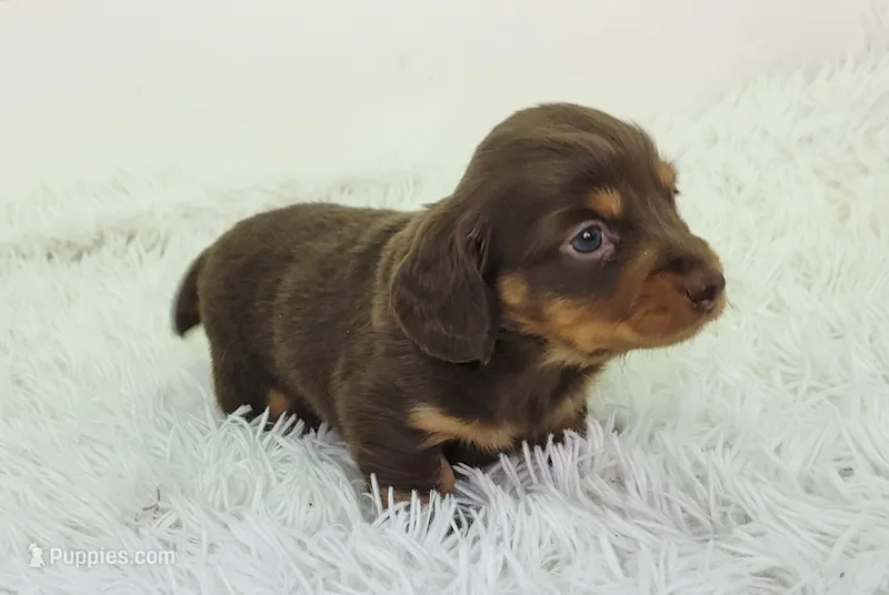 Oliver – Miniature Dachshund puppy for sale in Sugarcreek, OH