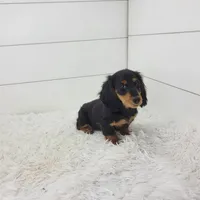 Winston, a male Miniature Dachshund for sale in Sugarcreek, OH – 4 of 5