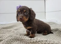 Opal, a female Miniature Dachshund for sale in Sugarcreek, OH – Photo 3 of 6