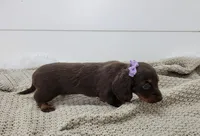 Opal, a female Miniature Dachshund for sale in Sugarcreek, OH – Photo 5 of 6