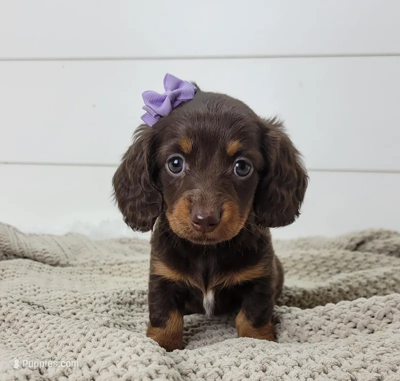 Opal – Miniature Dachshund puppy for sale in Sugarcreek, OH