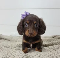 Opal, a female Miniature Dachshund for sale in Sugarcreek, OH – Photo 1 of 6