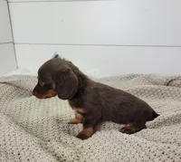 Opal, a female Miniature Dachshund for sale in Sugarcreek, OH – Photo 4 of 6