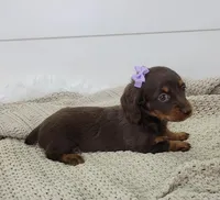 Opal, a female Miniature Dachshund for sale in Sugarcreek, OH – Photo 2 of 6