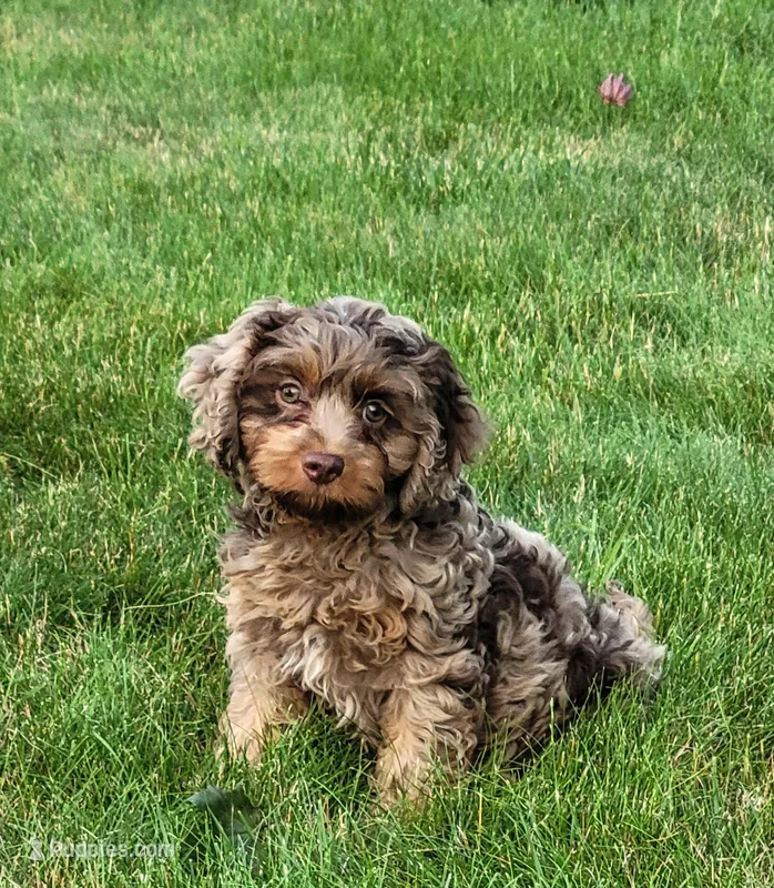 Jackson – Cavapoo puppy for sale in Sugarcreek, OH