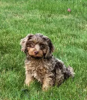 Jackson, a male Cavapoo for sale in Sugarcreek, OH – 1 of 4