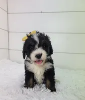 Britt, a female Bernedoodle for sale in Sugarcreek, OH – Photo 1 of 5