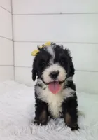 Britt, a female Bernedoodle for sale in Sugarcreek, OH – Photo 4 of 5