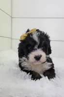 Britt, a female Bernedoodle for sale in Sugarcreek, OH – Photo 3 of 5