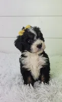 Britt, a female Bernedoodle for sale in Sugarcreek, OH – Photo 2 of 5