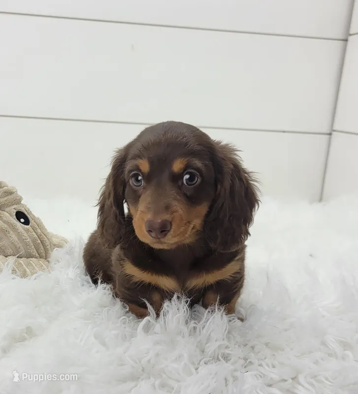 Ollie – Miniature Dachshund puppy for sale in Sugarcreek, OH