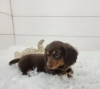 Ollie, a male Miniature Dachshund for sale in Sugarcreek, OH – Photo 3 of 3