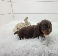 Ollie, a male Miniature Dachshund for sale in Sugarcreek, OH – Photo 2 of 3