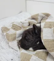 Theo, a male Portuguese Water Dog for sale in Sugarcreek, OH – Photo 3 of 4