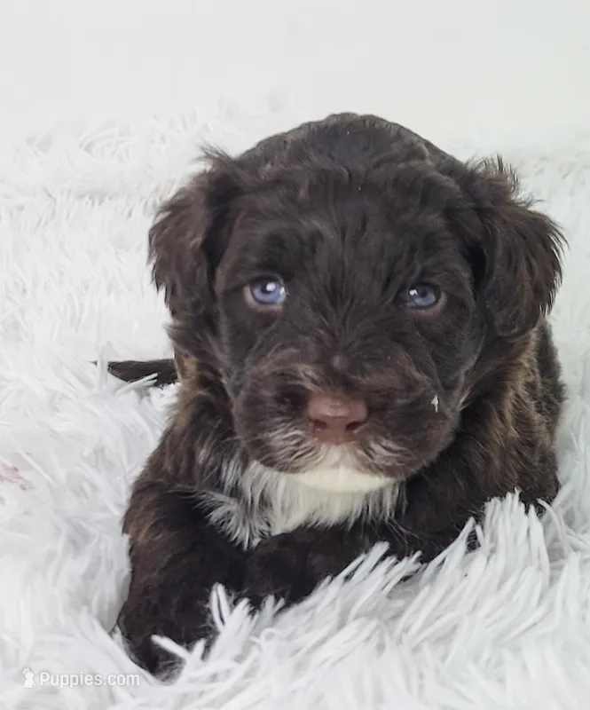 Theo – Portuguese Water Dog puppy for sale in Sugarcreek, OH