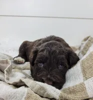 Theo, a male Portuguese Water Dog for sale in Sugarcreek, OH – Photo 2 of 4