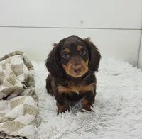 Archie, a male Miniature Dachshund for sale in Sugarcreek, OH – 1 of 4