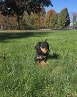 Winston, a male Miniature Dachshund for sale in Sugarcreek, OH – 2 of 3
