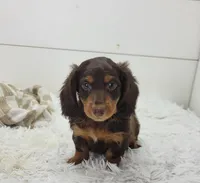 Archie, a male Miniature Dachshund for sale in Sugarcreek, OH – 2 of 4