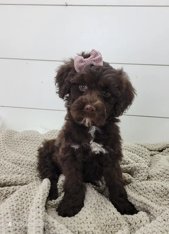 Brook – Portuguese Water Dog puppy for sale in Sugarcreek, OH