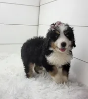 Bella, a female Bernese Mountain Dog and Poodle - Standard  for sale in Sugarcreek, OH – 4 of 6