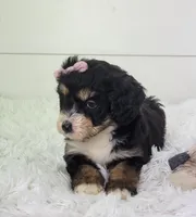 Brianna, a female Bernedoodle for sale in Sugarcreek, OH – Photo 8 of 8