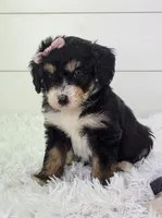 Brianna, a female Bernedoodle for sale in Sugarcreek, OH – Photo 7 of 8