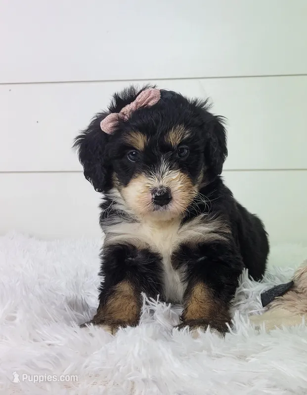 Brianna – Bernedoodle puppy for sale in Sugarcreek, OH