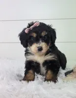 Brianna, a female Bernedoodle for sale in Sugarcreek, OH – Photo 1 of 8