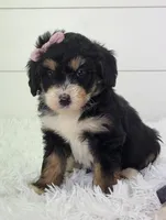 Brianna, a female Bernedoodle for sale in Sugarcreek, OH – Photo 6 of 8