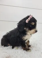 Brianna, a female Bernedoodle for sale in Sugarcreek, OH – Photo 5 of 8