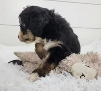 Brianna, a female Bernedoodle for sale in Sugarcreek, OH – Photo 4 of 8