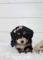 Brianna, a female Bernedoodle for sale in Sugarcreek, OH – Photo 2 of 8