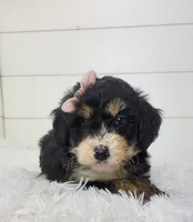 Brianna, a female Bernedoodle for sale in Sugarcreek, OH – Photo 3 of 8