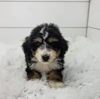 Boomer, a male Bernedoodle for sale in Sugarcreek, OH – 4 of 4