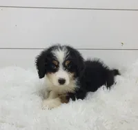 Bentley, a male Bernedoodle for sale in Sugarcreek, OH – 2 of 4