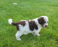 Commodore, a male Portuguese Water Dog for sale in Sugarcreek, OH – 7 of 8