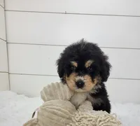 Boomer, a male Bernedoodle for sale in Sugarcreek, OH – Photo 3 of 7