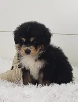 Boomer, a male Bernedoodle for sale in Sugarcreek, OH – Photo 4 of 7