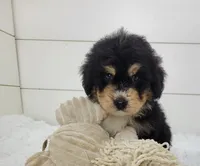 Boomer, a male Bernedoodle for sale in Sugarcreek, OH – Photo 2 of 7