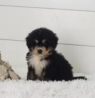Boomer, a male Bernedoodle for sale in Sugarcreek, OH – Photo 1 of 7