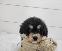 Boomer, a male Bernedoodle for sale in Sugarcreek, OH – Photo 5 of 7