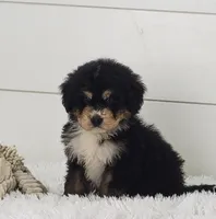 Boomer, a male Bernedoodle for sale in Sugarcreek, OH – Photo 6 of 7