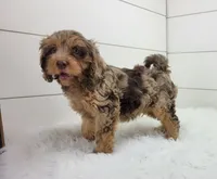 Oliver, a male Cavapoo for sale in Sugarcreek, OH – 2 of 5