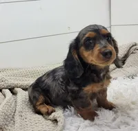 Milo, a male Miniature Dachshund for sale in Sugarcreek, OH – 3 of 6