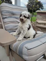 Commodore, a male Portuguese Water Dog for sale in Sugarcreek, OH – 8 of 8