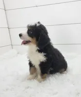 Bella, a female Bernese Mountain Dog and Poodle - Standard  for sale in Sugarcreek, OH – 6 of 6