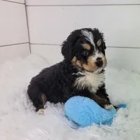 Bentley, a female Bernedoodle for sale in Sugarcreek, OH – Photo 3 of 6