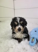 Bentley, a female Bernedoodle for sale in Sugarcreek, OH – Photo 6 of 6