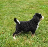 Bruno, a male Bernedoodle for sale in Sugarcreek, OH – 4 of 4